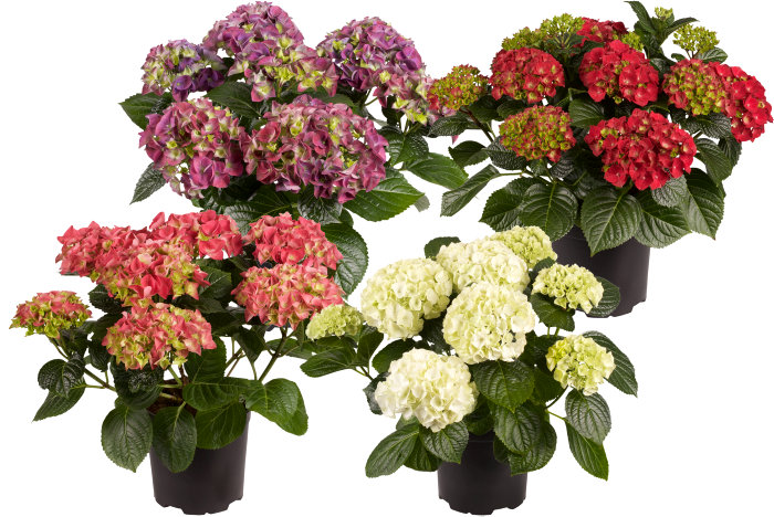 Hortensia i 17 cm potte